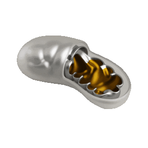 Mitochondrial Dysfunction